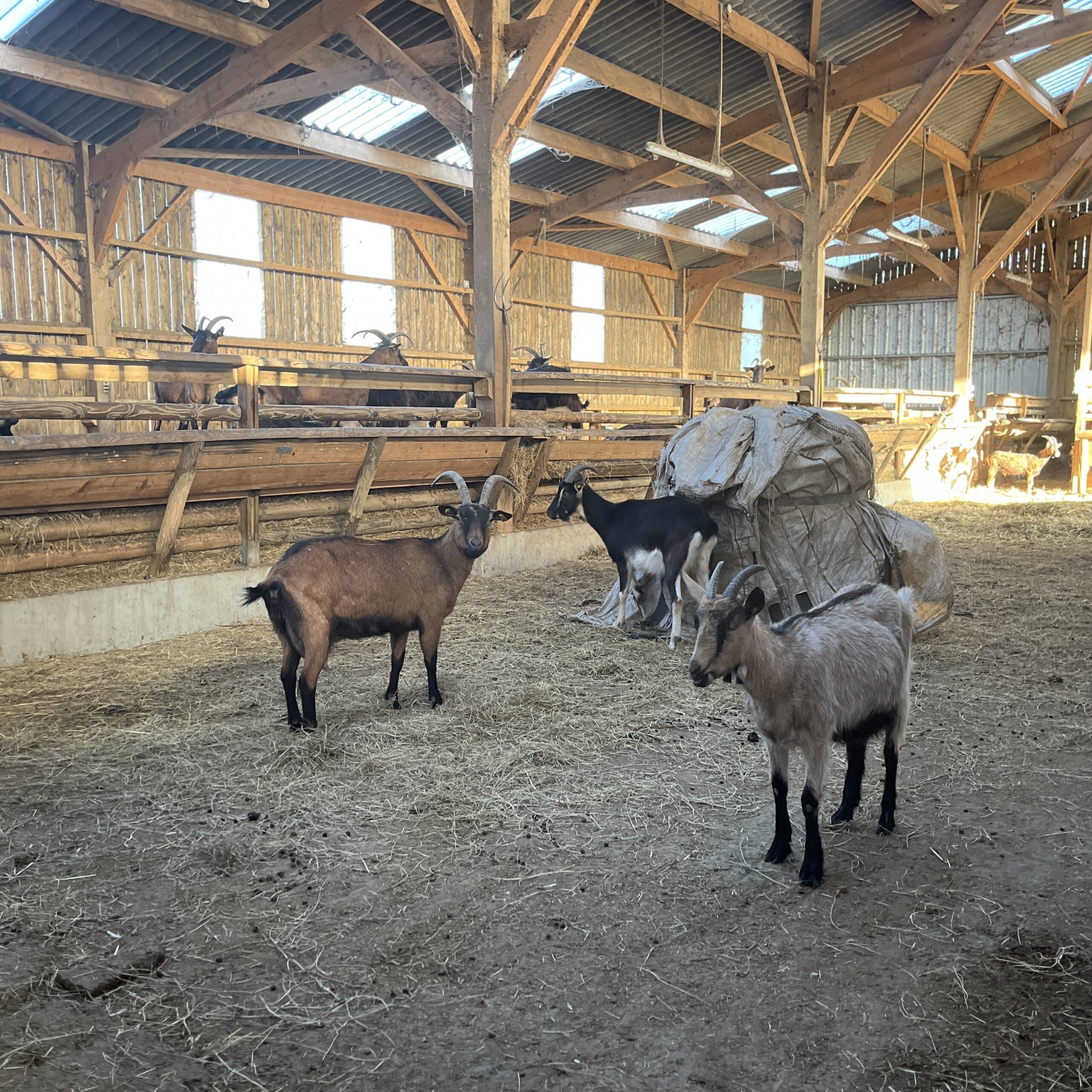 savons au lait de chèvre savons contre l'acné